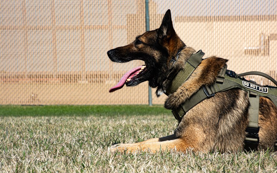 Hexo, 5th Security Forces Squadron military working dog, rests during a break in training at Minot Air Force Base, North Dakota, April 21, 2025. The 5SFS’s military working dogs regularly undergo training to enhance mission readiness and effectiveness. (U.S. Air Force photo by Senior Airman Kyle Wilson)