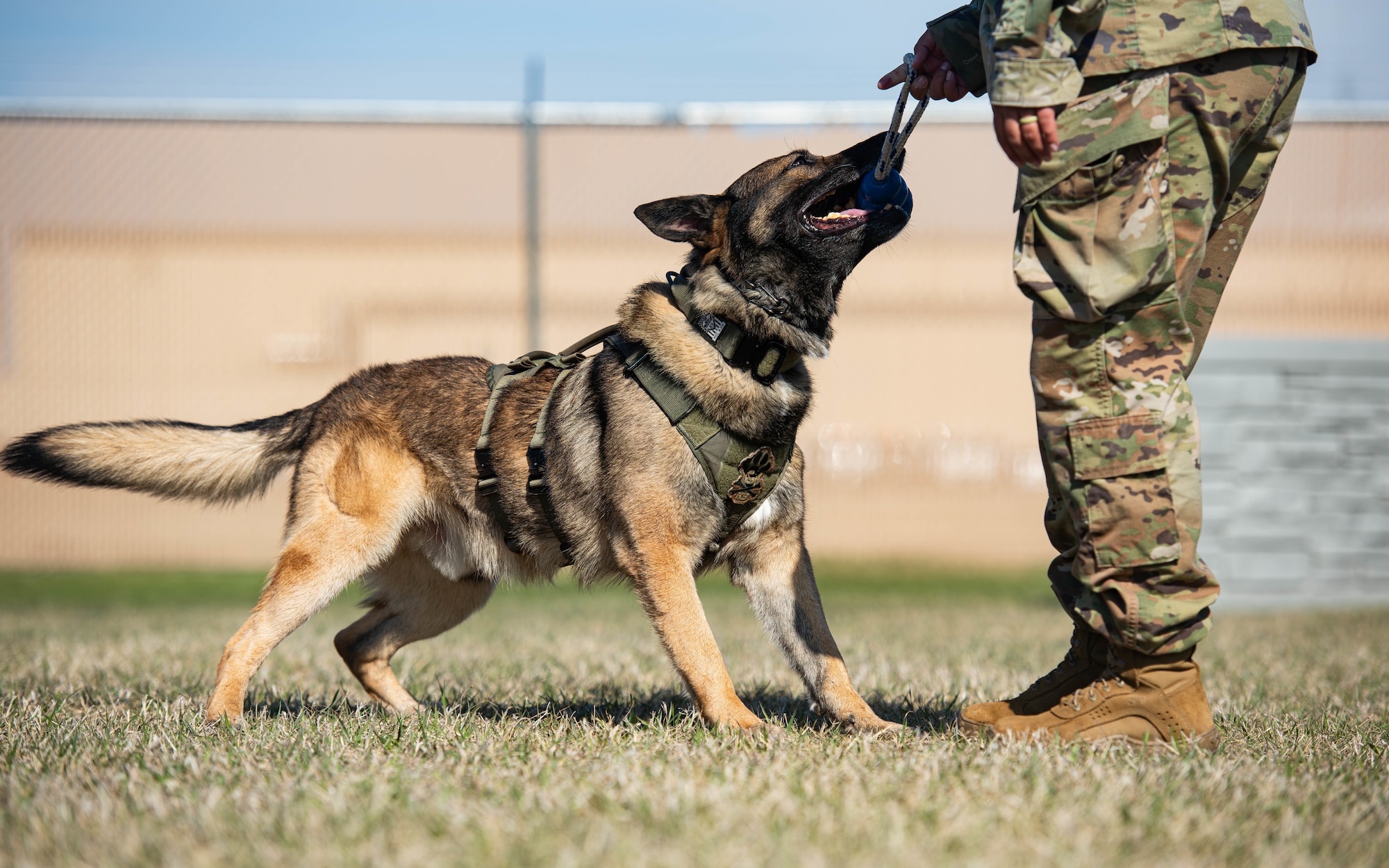 Hexo, 5th Security Forces Squadron military working dog, bites a toy during obedience training at Minot Air Force Base, North Dakota, April 21, 2025. Hexo was given this toy as a reward to reinforce positive behavior. (U.S. Air Force photo by Senior Airman Kyle Wilson)