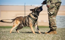 Hexo, 5th Security Forces Squadron military working dog, bites a toy during obedience training at Minot Air Force Base, North Dakota, April 21, 2025. Hexo was given this toy as a reward to reinforce positive behavior. (U.S. Air Force photo by Senior Airman Kyle Wilson)