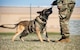 Hexo, 5th Security Forces Squadron military working dog, bites a toy during obedience training at Minot Air Force Base, North Dakota, April 21, 2025. Hexo was given this toy as a reward to reinforce positive behavior. (U.S. Air Force photo by Senior Airman Kyle Wilson)