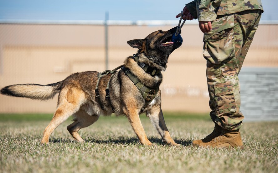 Hexo, 5th Security Forces Squadron military working dog, bites a toy during obedience training at Minot Air Force Base, North Dakota, April 21, 2025. Hexo was given this toy as a reward to reinforce positive behavior. (U.S. Air Force photo by Senior Airman Kyle Wilson)