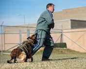 Hexo, 5th Security Forces Squadron military working dog, bites U.S. Air Force Staff Sgt. Wade Alfson, 5SFS military working dog trainer, during bite training at Minot Air Force Base, North Dakota, April 21, 2025. Bite training teaches military working dogs to use force when commanded to subdue and apprehend threats. (U.S. Air Force photo by Senior Airman Kyle Wilson)