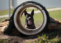 Manson-Pogo, 5th Security Forces Squadron military working dog, looks through a tunnel obstacle during training at Minot Air Force Base, North Dakota, April 21, 2025. Obstacle courses improve a dog’s strength, coordination, balance and endurance, improving their ability to navigate challenging terrain during real-world missions. (U.S. Air Force photo by Senior Airman Kyle Wilson)