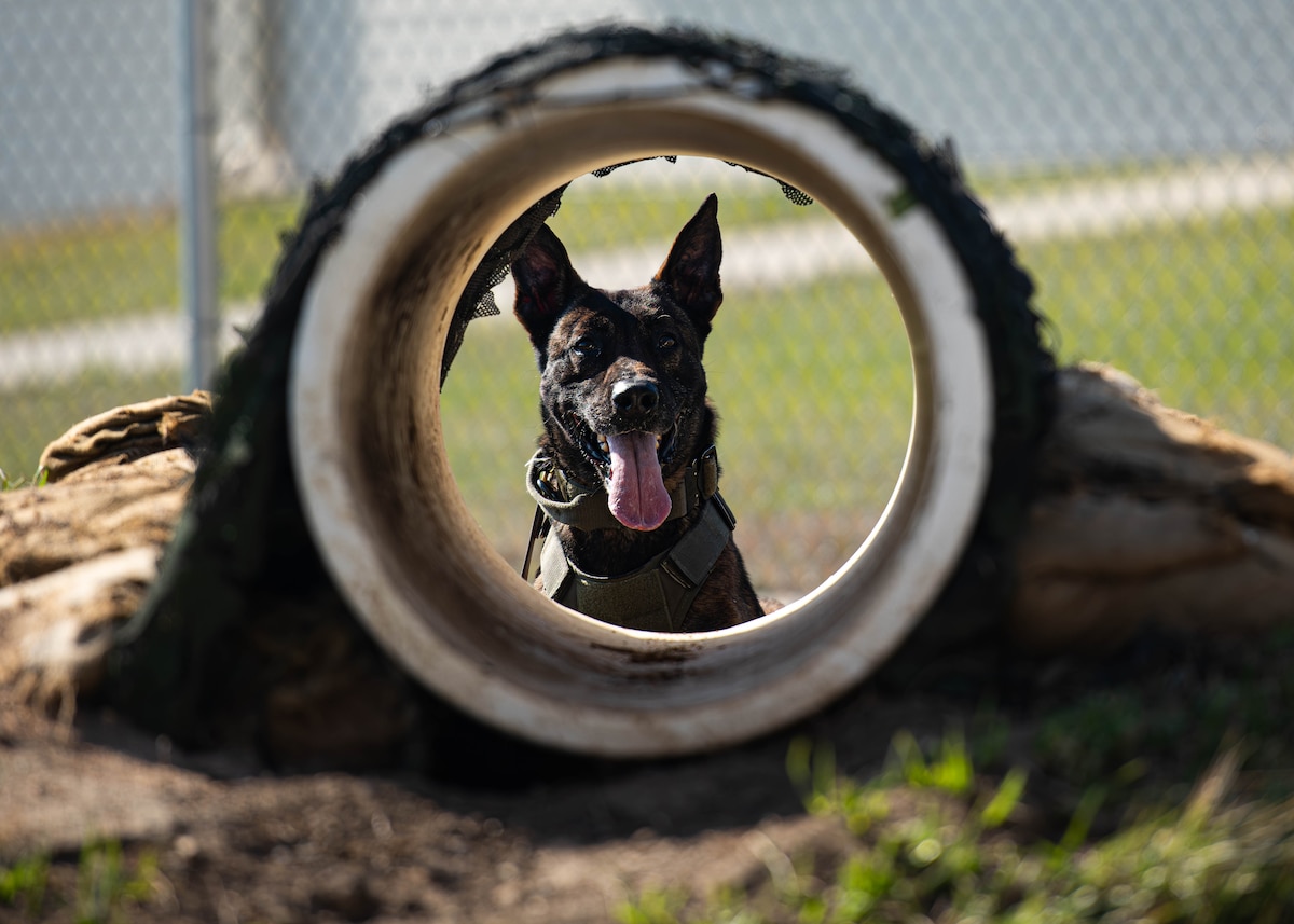 Manson-Pogo, 5th Security Forces Squadron military working dog, looks through a tunnel obstacle during training at Minot Air Force Base, North Dakota, April 21, 2025. Obstacle courses improve a dog’s strength, coordination, balance and endurance, improving their ability to navigate challenging terrain during real-world missions. (U.S. Air Force photo by Senior Airman Kyle Wilson)