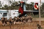 U.S. Marines with Marine Rotational Force – Darwin 25.3 board a MV-22B Osprey during on-off drills from Royal Australian Air Force Base Darwin to Robertson Barracks, Darwin, Australia, April 29, 2025.