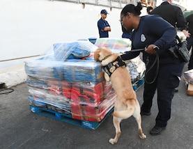 A U.S. Customs and Border Protection drug sniffing dog, Boomer, and his handler verify illicit drugs during a drug offload from USCGC Tampa (WMEC 902) at Port Everglades in Fort Lauderdale, Florida, April 30, 2025. The Tampa crew offloaded 59 bales of drugs worth more than $12 million seized in the Caribbean Sea by the crew of USS Minneapolis-Saint Paul and their embarked Navy helicopter. (U.S. Coast Guard photo by Petty Officer 1st Class Diana Sherbs)