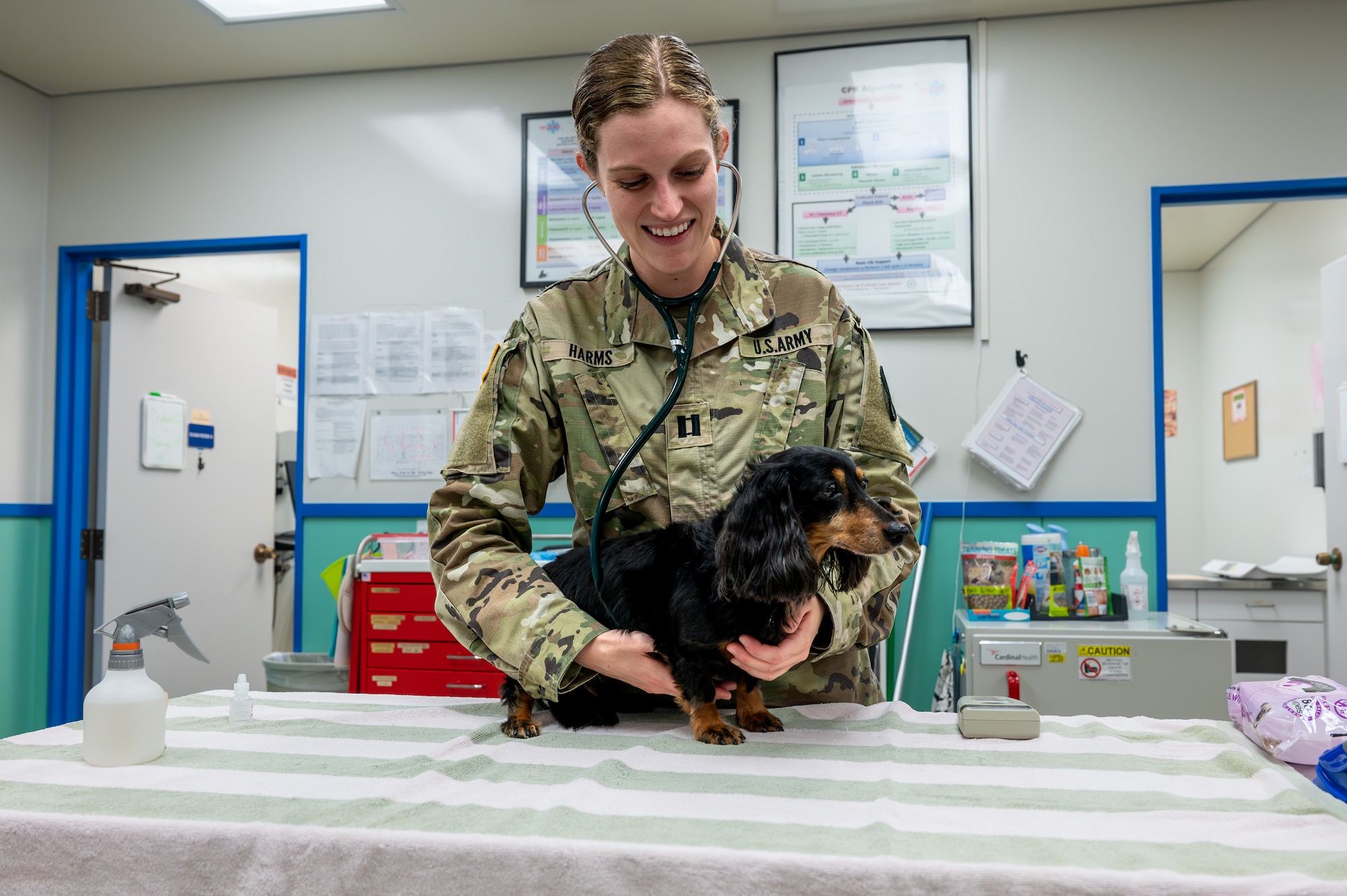 A vet tech is performing a physical test on a dog.