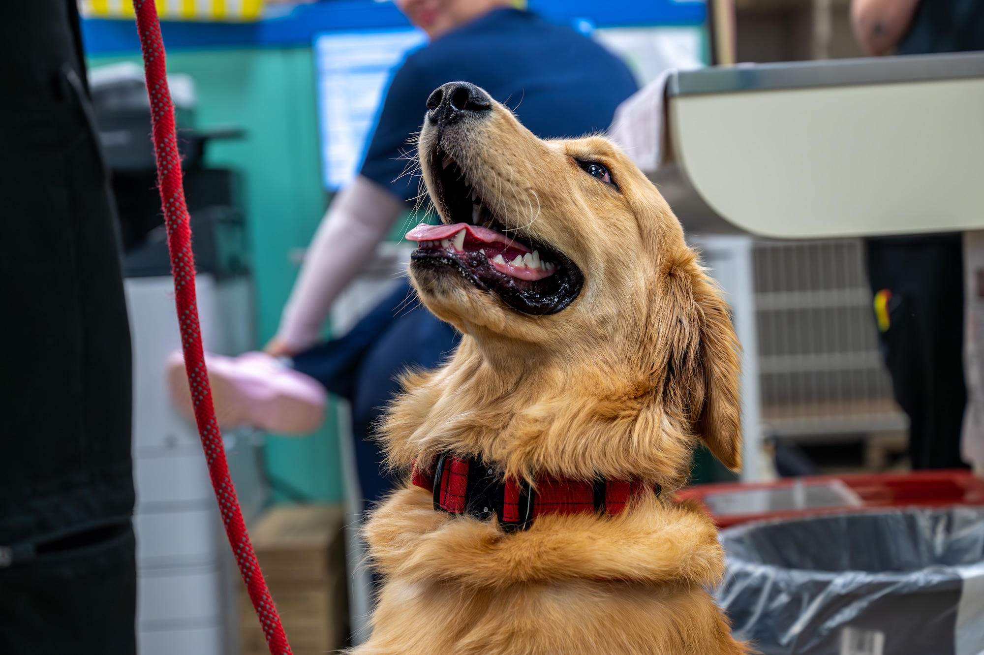 A dog is sitting in the photo.