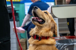A dog is sitting in the photo.