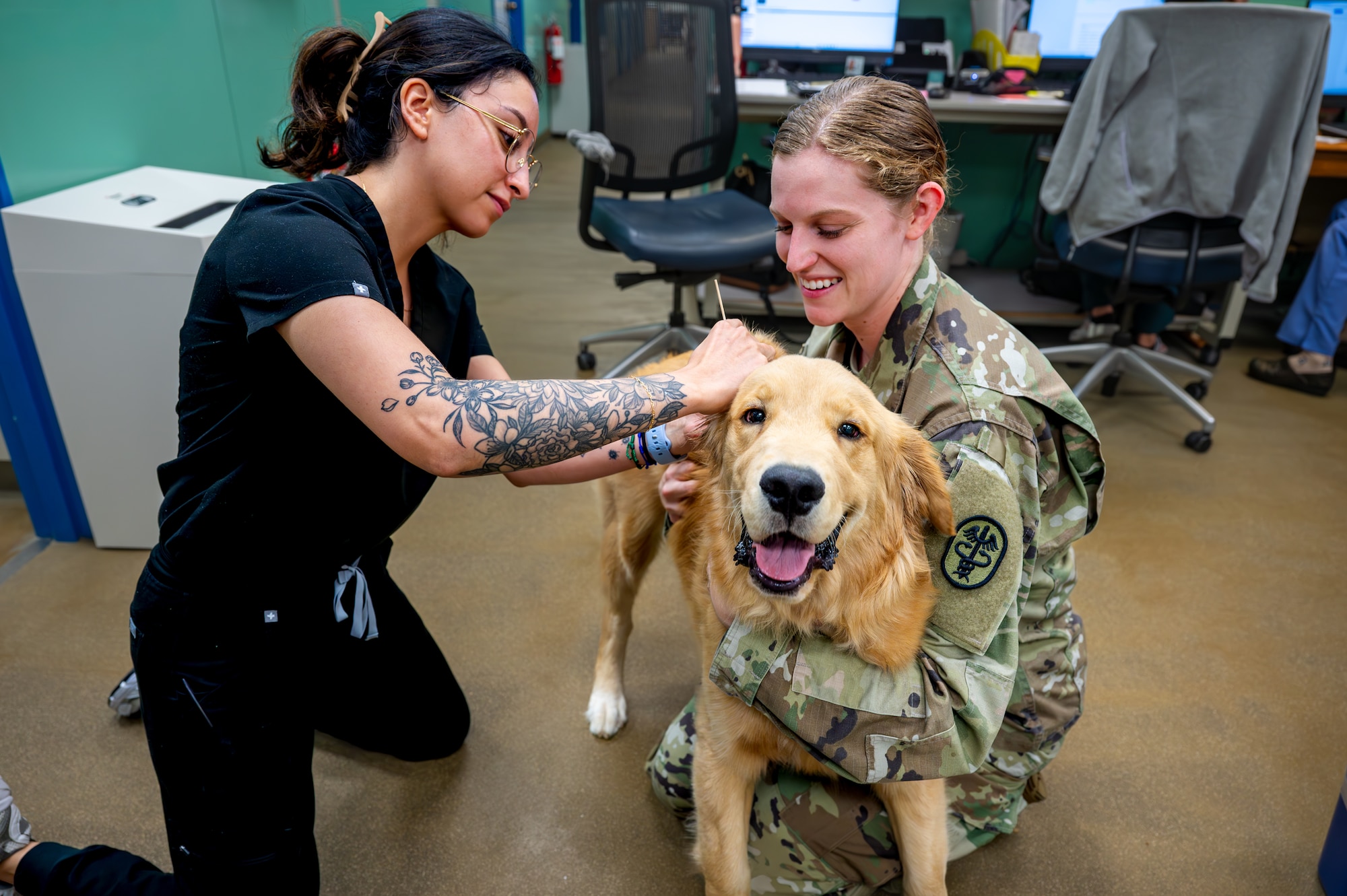 Vets are administering an ear swab.