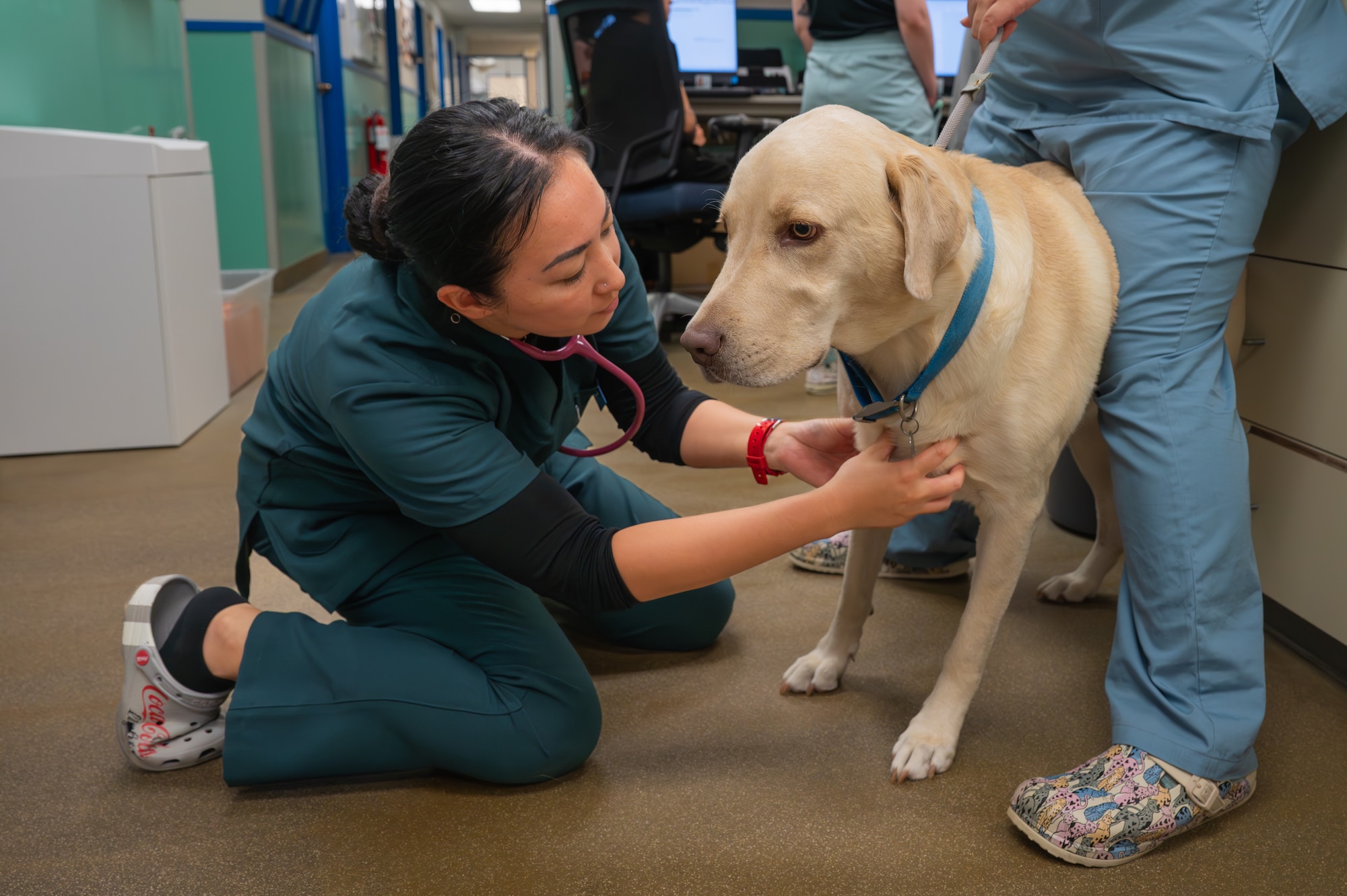 A vet inspects a dog.