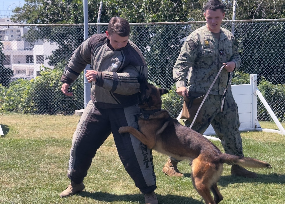 Master-at-Arms 2nd Class Dylan J. Lemons Russell and Master-at-Arms 2nd Class George Al Crowder, both assigned to Commander, Fleet Activities Yokosuka (CFAY), trains with his military working dog.