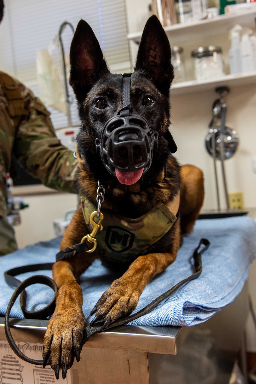 A German shepherd wearing a mask sits on a hospital bed with a handler beside her.