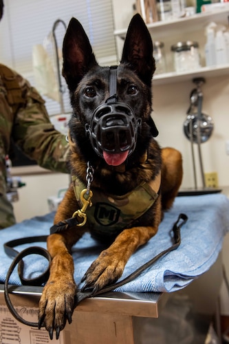 A German shepherd wearing a mask sits on a hospital bed with a handler beside her.