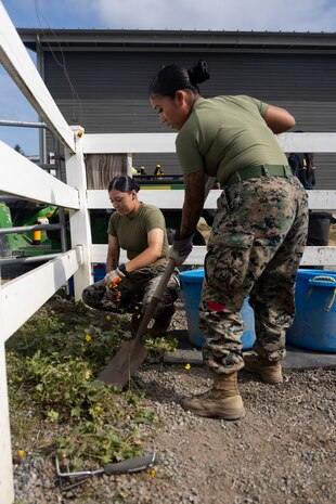 U.S. Marines Corps Cpl. Yuliana Yelechchin, a motor transport Operator and Lance Cpl. Manuti Mara, administration specialist with 1st Marine Logistics Group removes weeds at Little Bit Therapeutic Riding Center during a community relations event in support of Seattle Fleet Week in Seattle, Aug. 1, 2025. Community relations events allow service members to connect with local residents, build relationships and give back to the communities that hosts them. Seattle Fleet Week is a time-honored celebration of the sea services and provides an opportunity for the citizens of Washington to meet Sailors, Marines and Coast Guardsmen, as well as witness firsthand the latest capabilities of today’s maritime services. (U.S. Marine Corps photo by Staff Sgt. Jesula Jeanlouis)