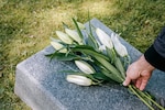 A hand places white flowers on a stone grave