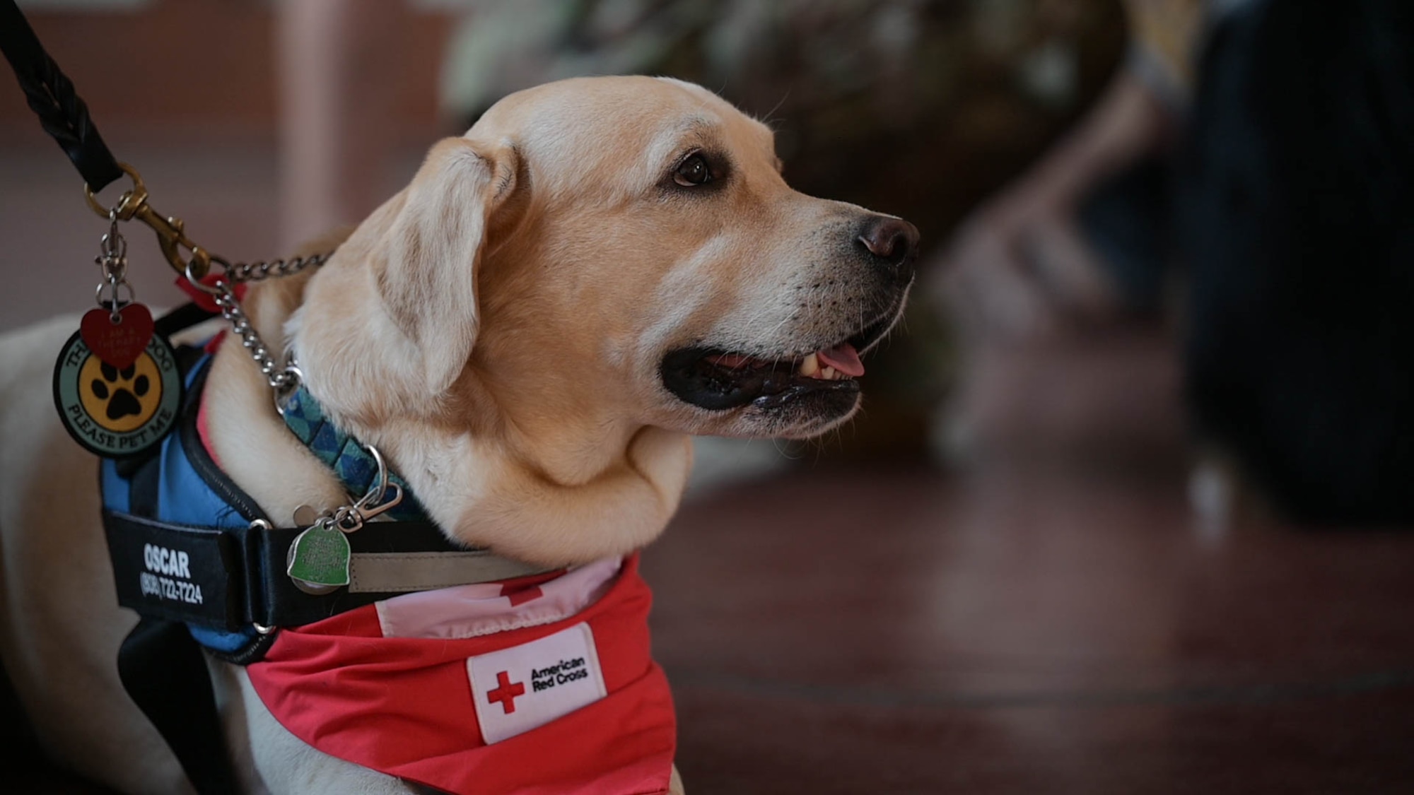 A portrait of a therapy dog.
