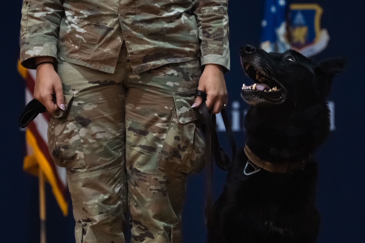U.S. Air Force Military Working Dog Cchango looks up at his handler, Staff Sgt. Alexis Krippel, during his retirement ceremony at Joint Base Andrews, Md., Aug. 6, 2025.