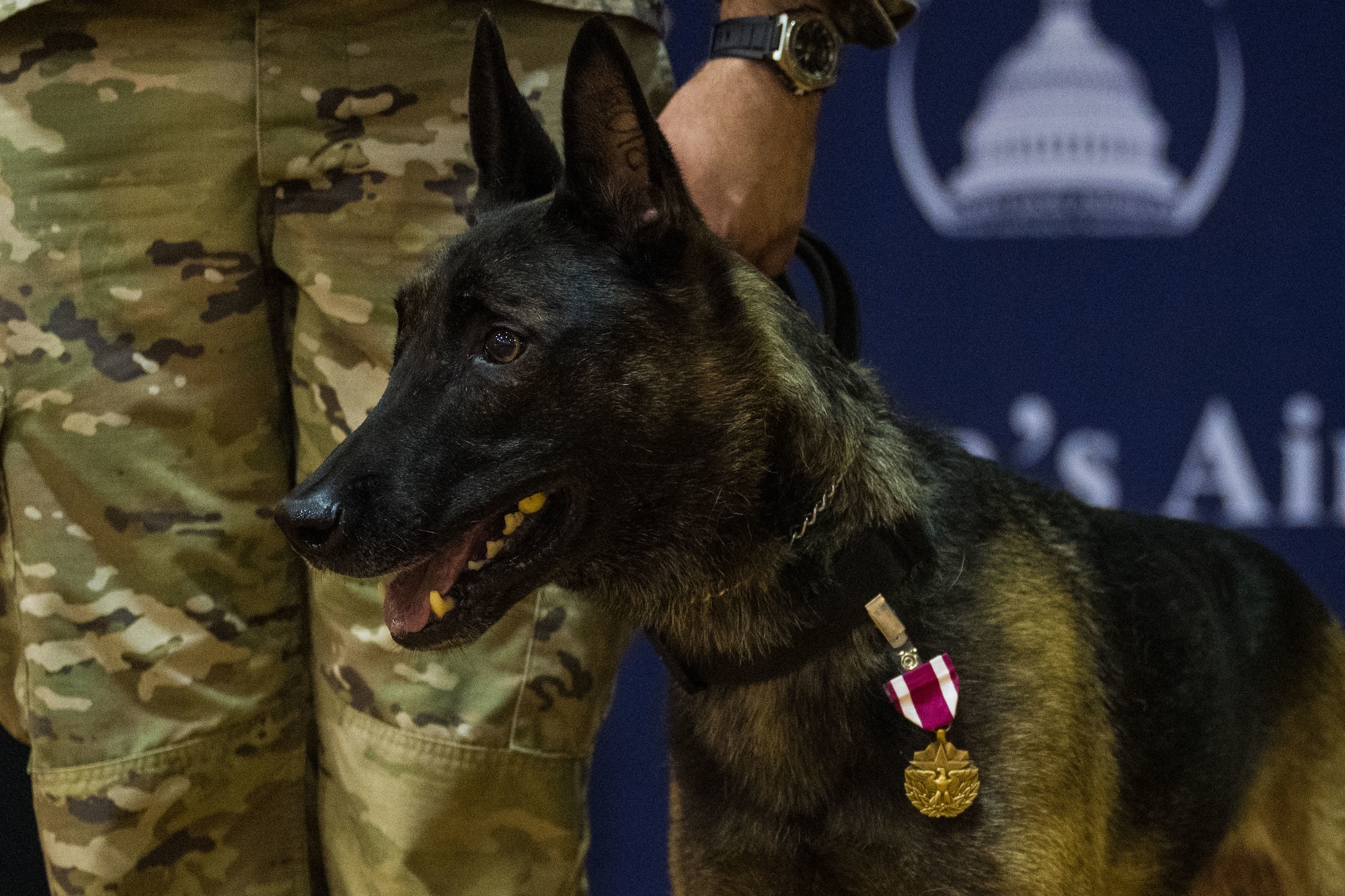 U.S. Air Force Military Working Dog Nero stands beside his handler wearing the Meritorious Service Medal during his retirement ceremony at Joint Base Andrews, Md., Aug. 6, 2025.