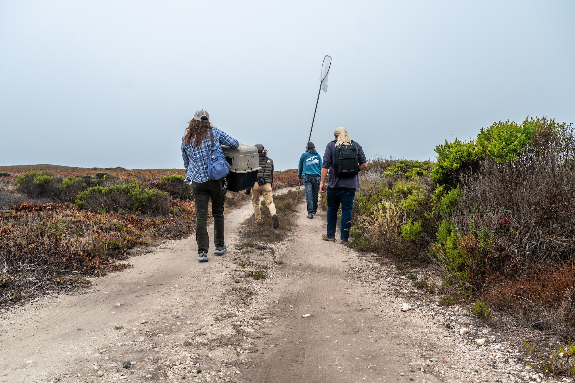 A conservation team walks toward a coastal release site at Vandenberg Space Force Base, Calif., to return four rehabilitated juvenile Pigeon Guillemots to the wild, Aug. 6, 2025. The coordinated effort, supported by Vandenberg’s environmental team, International Bird Rescue, and Point Blue Conservation Science, highlights ongoing collaboration to protect marine wildlife and ecosystems. The Department of the Air Force has been monitoring special status plant and wildlife species at Vandenberg for several decades with launch-specific monitoring occurring since the early 1980’s. Vandenberg has a dedicated environmental team of more than 40 personnel continuing that monitoring process and surveying natural resource resilience.