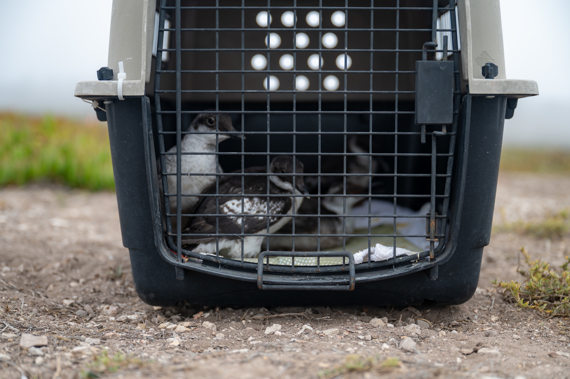 Rehabilitated juvenile Pigeon Guillemots rest in a transport enclosure ahead of their release at Vandenberg Space Force Base, Calif., Aug. 6, 2025. The birds were rescued by Santa Barbara Wildlife Care Network after being found contaminated with oil and treated by International Bird Rescue and cleared for return to their coastal habitat as part of a multi-agency effort to support seabird populations. The Department of the Air Force has been monitoring special status plant and wildlife species at Vandenberg for several decades with launch-specific monitoring occurring since the early 1980’s. Vandenberg has a dedicated environmental team of more than 40 personnel continuing that monitoring process and surveying natural resource resilience.