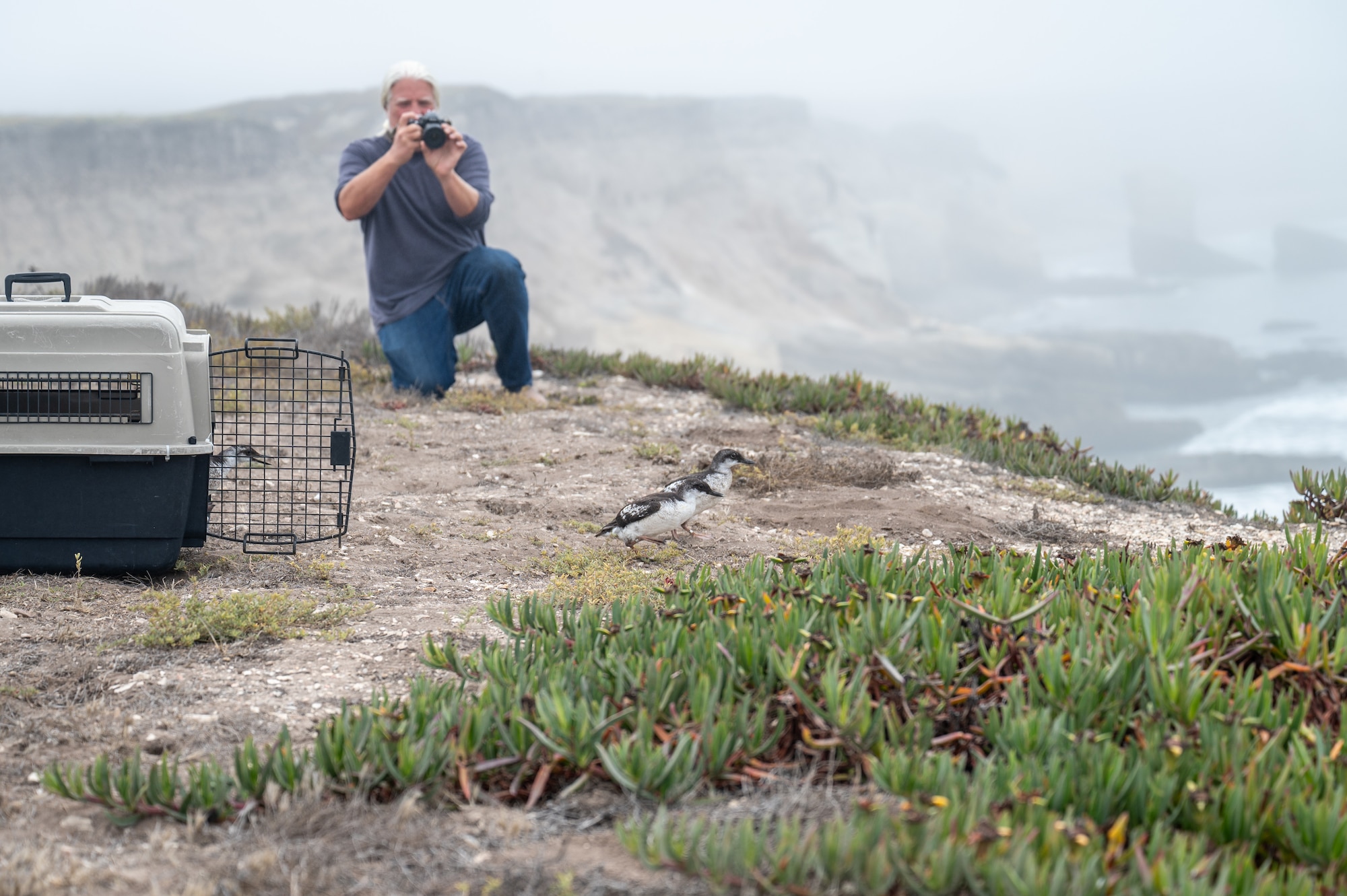 Two juvenile Pigeon Guillemots take their first steps back into the wild after being released at Vandenberg Space Force Base, Calif., Aug. 6, 2025. Considered a common seabird species, Pigeon Guillemots are important indicators of ocean health and play a key role in the coastal ecosystem. The Department of the Air Force has been monitoring special status plant and wildlife species at Vandenberg for several decades with launch-specific monitoring occurring since the early 1980’s. Vandenberg has a dedicated environmental team of more than 40 personnel continuing that monitoring process and surveying natural resource resilience.