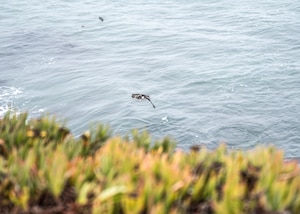 A juvenile Pigeon Guillemot takes flight after rehabilitation and was released at Vandenberg Space Force Base, Calif., Aug. 6, 2025. Vandenberg SFB’s environmental team works closely with conservation partners like Point Blue Conservation Science, to monitor seabird populations annually. This data informs ecosystem management and supports conservation of both common and special status species. The Department of the Air Force has been monitoring special status plant and wildlife species at Vandenberg for several decades with launch-specific monitoring occurring since the early 1980’s. Vandenberg has a dedicated environmental team of more than 40 personnel continuing that monitoring process and surveying natural resource resilience.