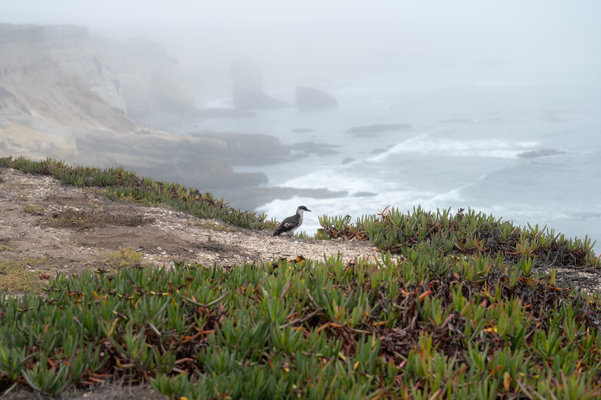 A juvenile Pigeon Guillemot recently released after rehabilitation perches on a cliff overlooking the Pacific Ocean at Vandenberg Space Force Base, Calif., Aug. 6, 2025. The Vandenberg SFB environmental team works with conservation partners like Point Blue Conservation Science to track the success of seabird and shorebird species across the base to help guide habitat protection efforts. The Department of the Air Force has been monitoring special status plant and wildlife species at Vandenberg for several decades with launch-specific monitoring occurring since the early 1980’s. Vandenberg has a dedicated environmental team of more than 40 personnel continuing that monitoring process and surveying natural resource resilience.