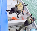 PANAMA CITY, Panama - Panamanian Security Forces hoists a military working dog (MWD) onto a vessel during a Visit, Board, Search, and Seizure (VBSS) tactical training event as part of the PANAMAX-ALPHA 2025 off the coast of Panama City, Panama, Aug. 7, 2025. 

MWDs play a critical role in enhancing both safety and effectiveness for the boarding team. Their primary uses include explosive and narcotics detection, suspect apprehension and control and force protection. Their heightened senses allow them to detect movement, concealed threats, or hostile intent before human operators can, providing an early warning system during tense maritime boardings.

Through combined operations, participating forces refine tactics, build trust, and strengthen regional security cooperation to safeguard the Panama Canal, one of the most strategic maritime routes in the world.

PANAMAX-Alpha serves as a cornerstone of U.S. Southern Command’s integrated deterrence strategy. The exercise also aligns with broader U.S. national defense objectives—building trust, enhancing readiness, and preserving freedom of navigation in the hemisphere. (Photo by U.S. Navy Lt. Cmdr. Amy Forsythe, Naval Special Warfare Public Affairs)