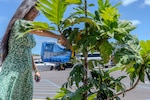 Yvonne Young, an industrial engineer at Pearl Harbor Naval Shipyard and Intermediate Maintenance Facility waters a young ‘ulu tree, July 2, 2025.