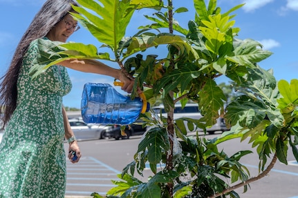 Yvonne Young, an industrial engineer at Pearl Harbor Naval Shipyard and Intermediate Maintenance Facility waters a young ‘ulu tree, July 2, 2025.