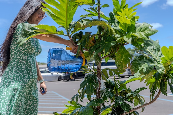 Yvonne Young, an industrial engineer at Pearl Harbor Naval Shipyard and Intermediate Maintenance Facility waters a young ‘ulu tree, July 2, 2025.