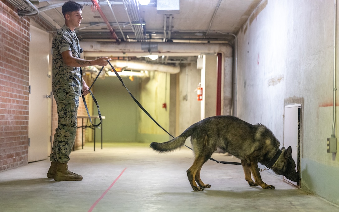 U.S. Marine Corps Cpl. Tanner Quilban, a military working dog handler with Marine Corps Installations East, Marine Corps Base Camp Lejeune Provost Marshal’s Office, and his canine search for hidden simulated ordnance during secret service support training at Marine Corps Base Camp Lejeune, North Carolina, Aug. 7, 2025. EOD and the United States Secret Service frequently collaborate protection efforts for national security events where expertise in handling and identifying explosives is needed. Quilban is a native of New Jersey. (U.S. Marine Corps photo by Lance Cpl. Franco Lewis)