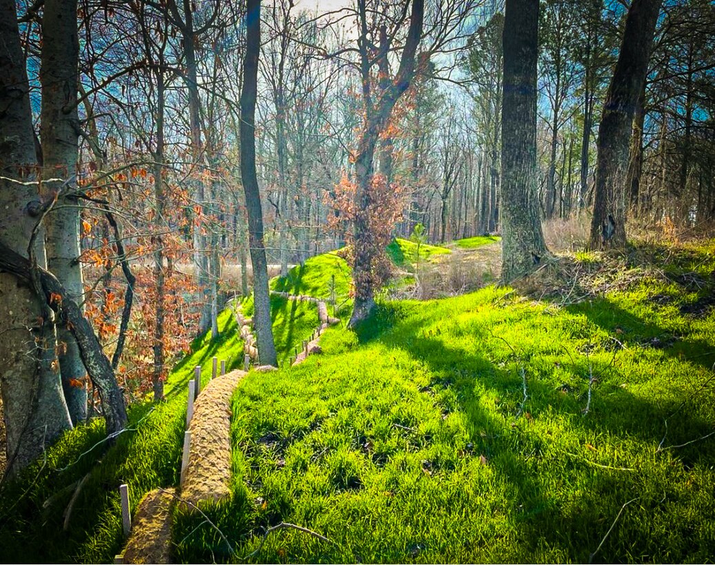 A wooded area