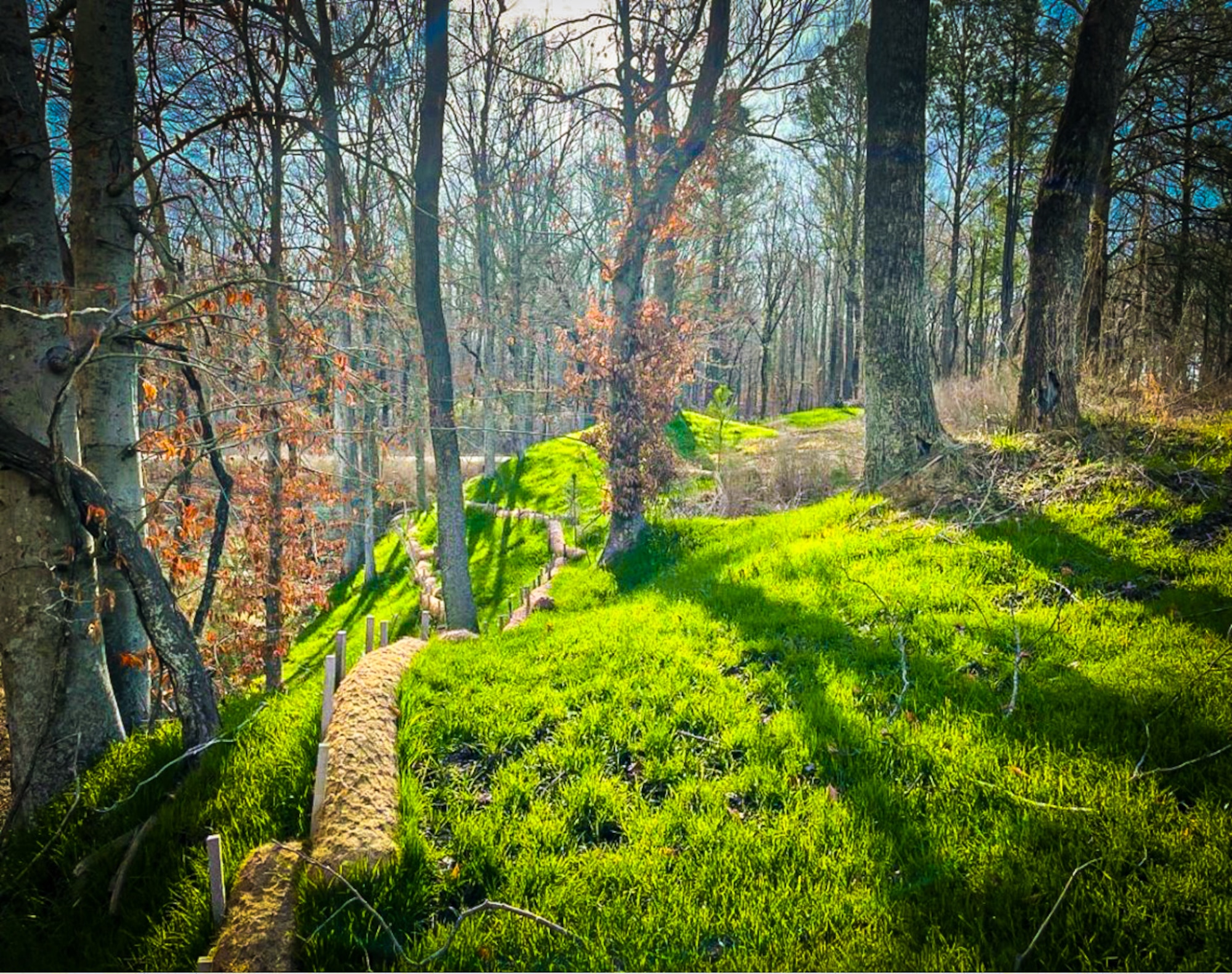 A wooded area