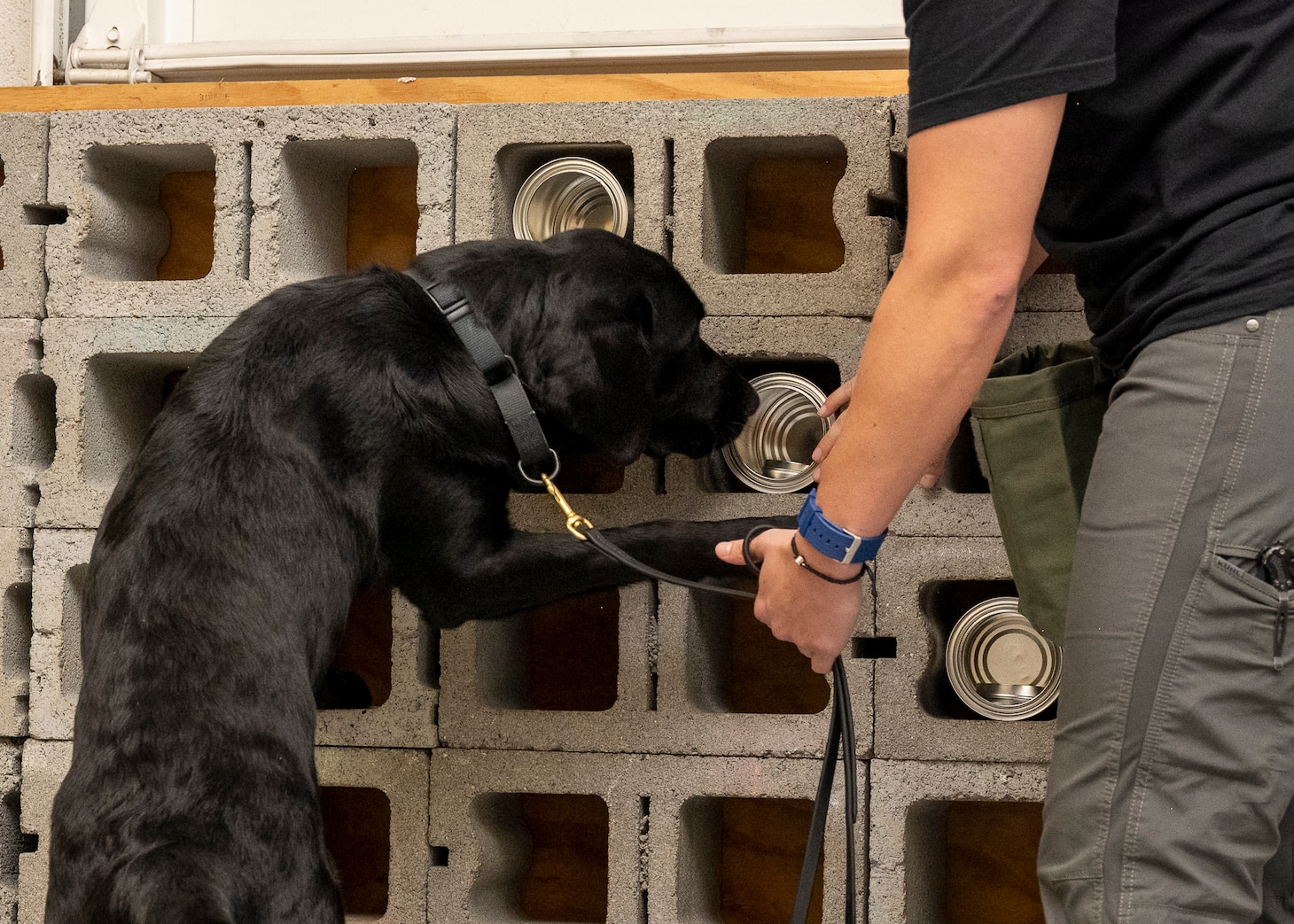 Black Labrador dog sniffs a can