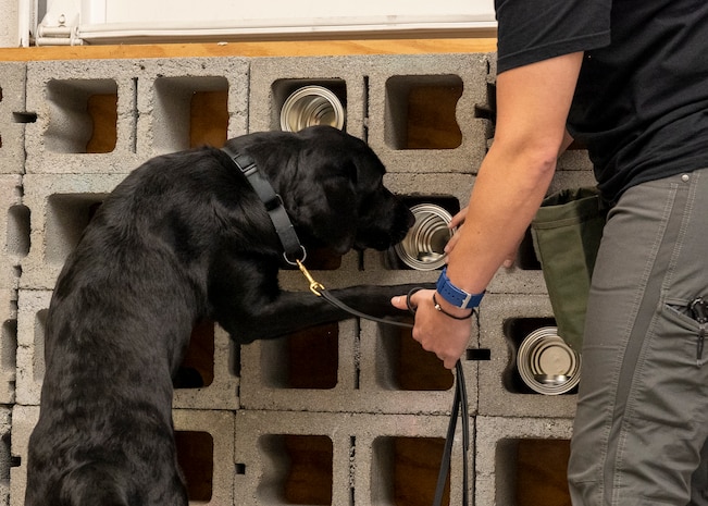 Black Labrador dog sniffs a can