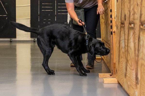 Black Labrador dog sniffing a box