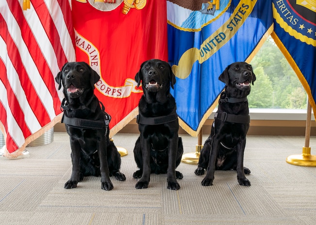 Three Black Labradors sitting in front of flags