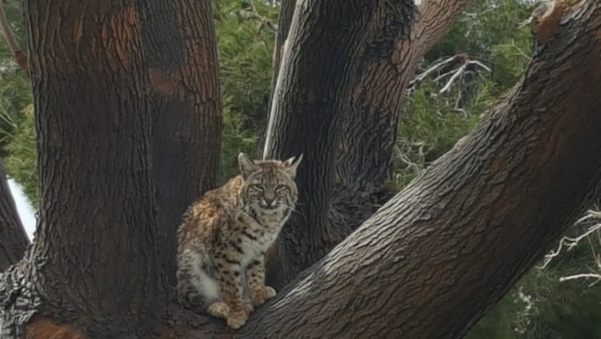 Reports are increasing of wildlife becoming comfortable around people and facilities. Bobcats, naturally wary of humans, can become problematic when they lose their fear.