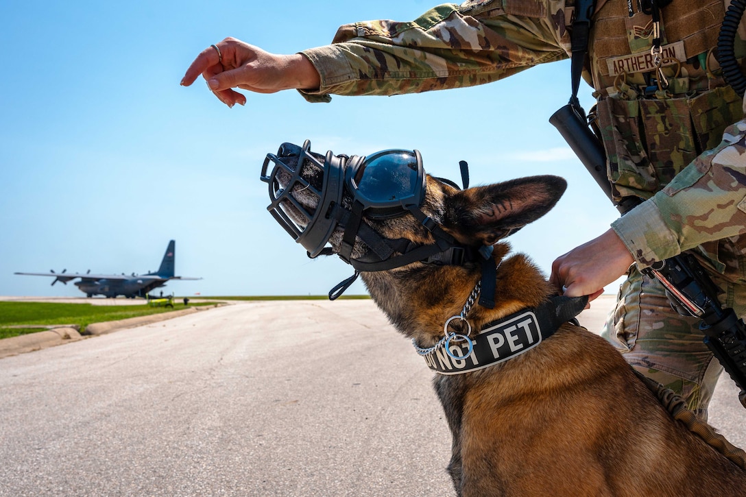 A military working dog wearing goggles and a muzzle looks at an airman's hand while being held by the collar on a tarmac.