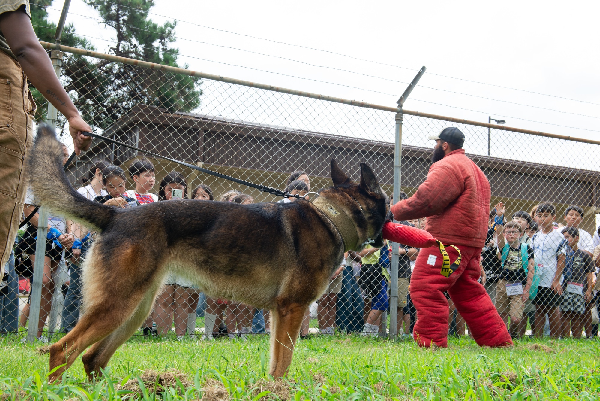 A military working dog rests after a demonstration for students.