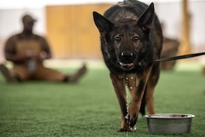 U.S. Air Force Military Working Dog Griff, assigned to the 379th Expeditionary Security Forces Squadron, drinks water within the U.S. Central Command area of responsibility, July 17, 2025. Military working dogs are specialized by their ability to respond to threats or by detecting explosive material. (U.S. Air Force photo by Staff Sgt. Sean Moriarty)