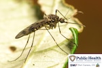 Close-up of mosquito on leaf. Text reads: "Public Health: Prevent. Promote. Protect. Fort Carson, CO"