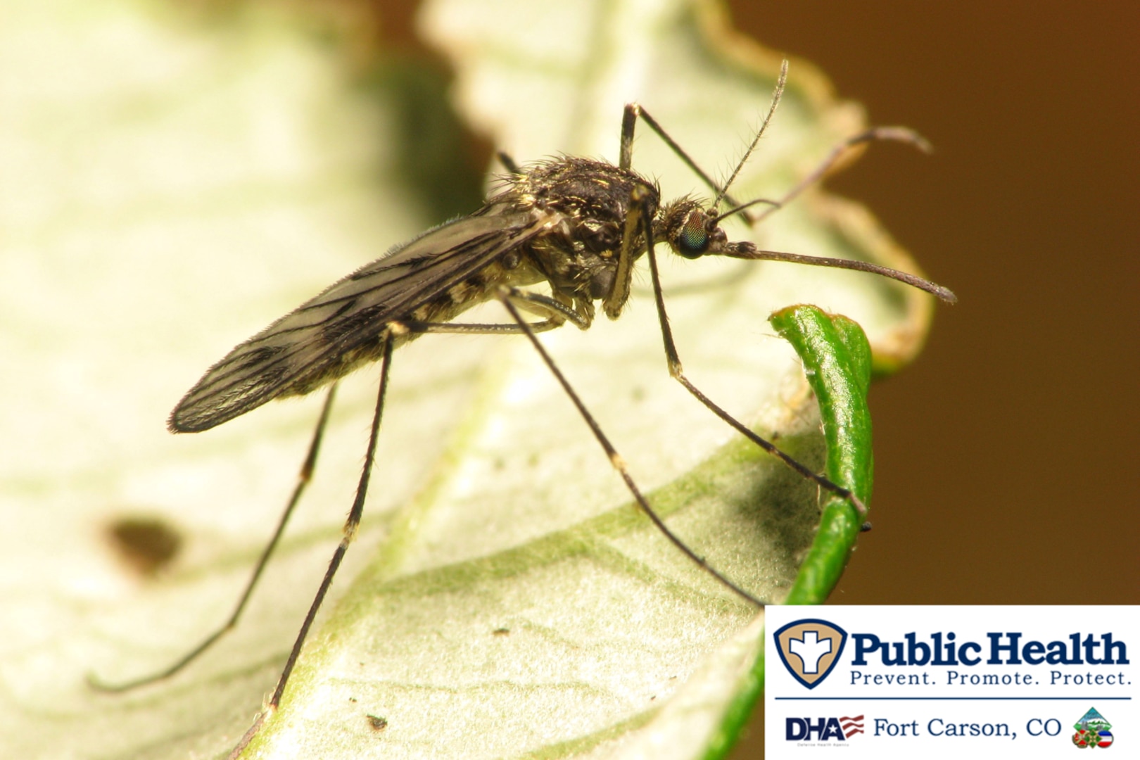 Close-up of mosquito on leaf. Text reads: "Public Health: Prevent. Promote. Protect. Fort Carson, CO"