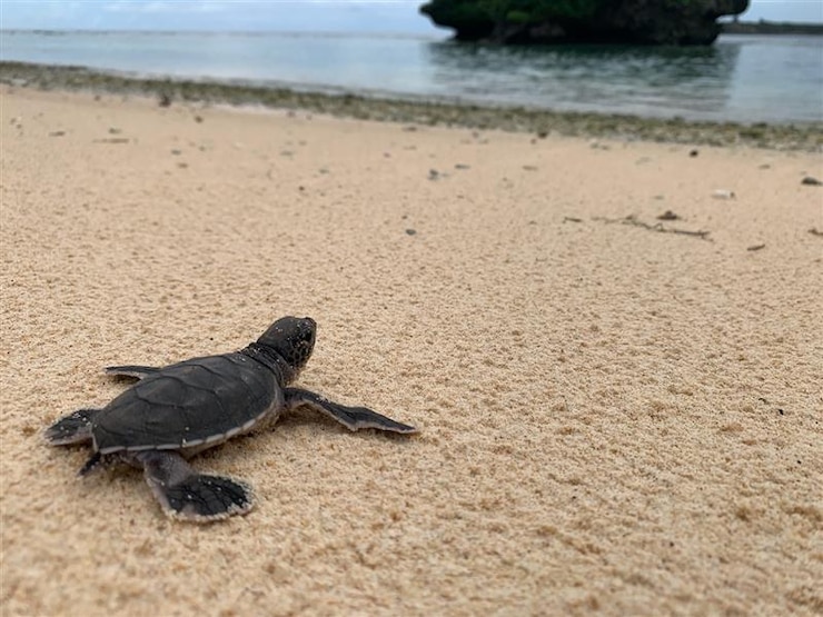 Turtle Hatchling NBG
