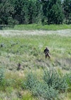 A U.S. Air Force military working dog hander and his dog wander around the wilderness for training purposes.