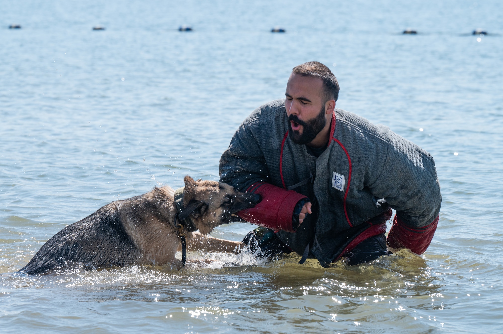 A U.S. Air Force military working dog bites the arm of a bite-suit clad police officer. Both are partially submerged in water for water confidence training.