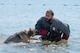 A U.S. Air Force military working dog bites the arm of a bite-suit clad police officer. Both are partially submerged in water for water confidence training.