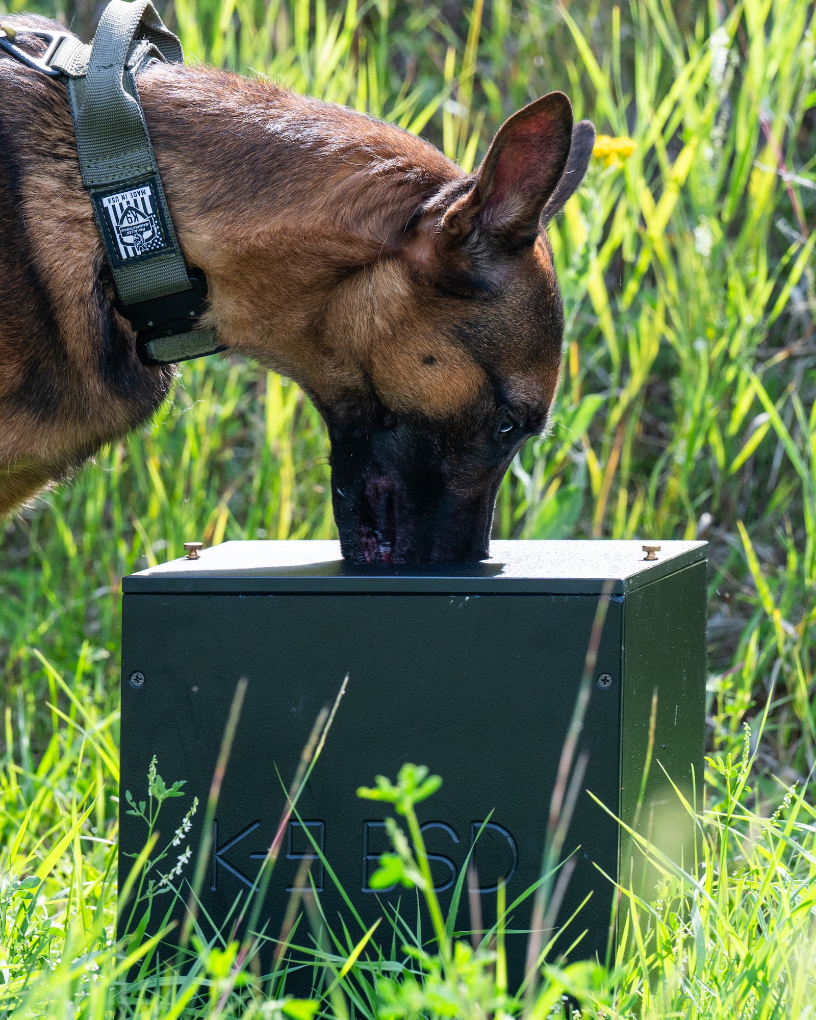 A U.S. Air Force military working dog sniffs an improvised explosive device sample for training.